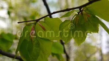 绿色，鲜叶青柠树林登自然背景林在春天.. 静态摄像机。 1080全高清视频